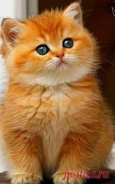 Рыжий крохотный комочек... – КРАСИВЫЕ КАРТИНКИ. ВИДЕО. МИР, В КОТОРОМ МЫ ЖИВЕМ! , пользователь Тумбина Марина | Группы Мой Мир