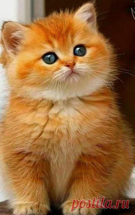 Рыжий крохотный комочек... – КРАСИВЫЕ КАРТИНКИ. ВИДЕО. МИР, В КОТОРОМ МЫ ЖИВЕМ! , пользователь Тумбина Марина | Группы Мой Мир