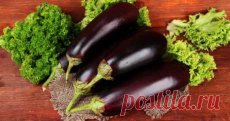 5 рецептов самых вкусных блюд из баклажанов Баклажаны популярны не только из-за вкуса. Они содержат большое количество полезных веществ. В них много витаминов и минералов, белок, железо. Этот список можно долго продолжать. Синенькие благотворно влияют на работу …