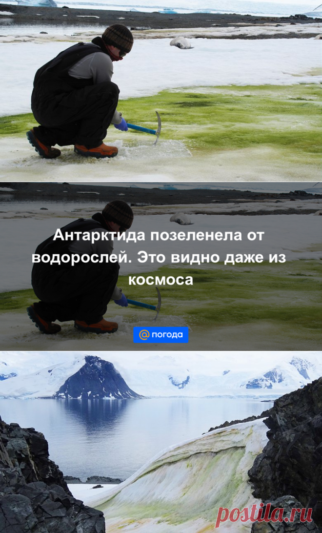 Антарктида позеленела от водорослей. Это видно даже из космоса - Погода Mail.ru