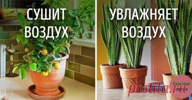 Растения для идеального микроклимата в доме