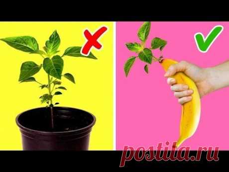 20 НЕВЕРОЯТНЫХ ЛАЙФХАКОВ С РАСТЕНИЯМИ, КОТОРЫЕ СТОИТ ПОПРОБОВАТЬ ХОТЬ РАЗ