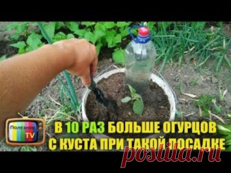 Желающих поддержать или отблагодарить Poleznoe TV можно здесь - https://donatepay.ru/d/poleznoeTV ✔ Подпишись - https://www.youtube.com/channel/UC1Apwh59z8ff7...