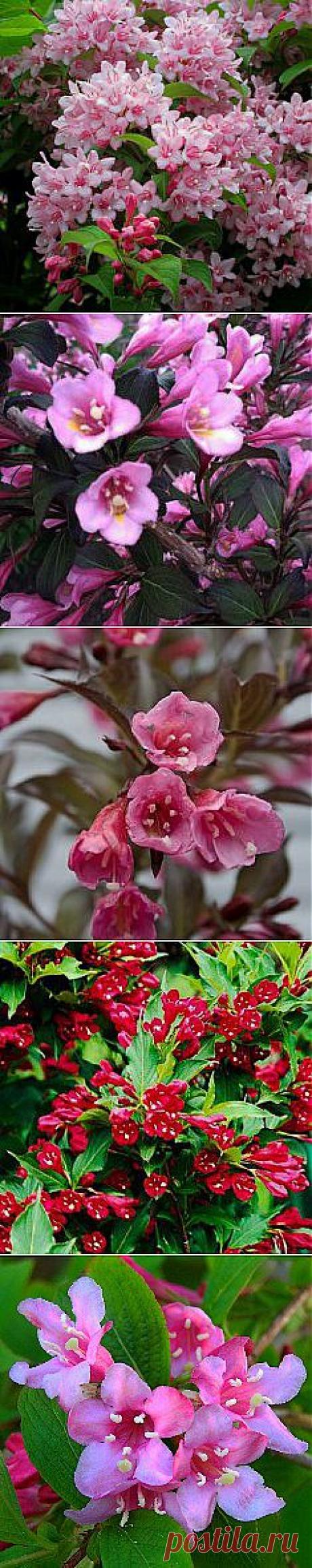 Home&amp;garden Сайт о растениях.