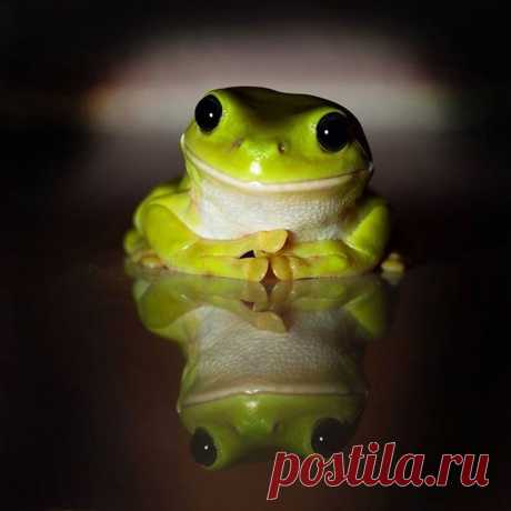 Смешные и забавные лягушки