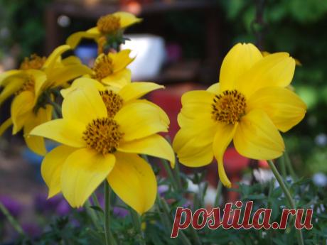 JARDÍN
