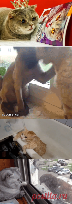 КОТ И ЕГО КОМПАНИЯ...