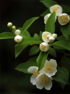 Дневник Оленька_Коваленко
