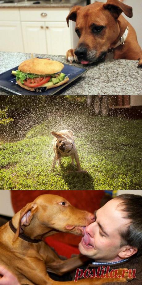 21 способ, которыми собаки могут показать, что любят своего хозяина больше всего на свете