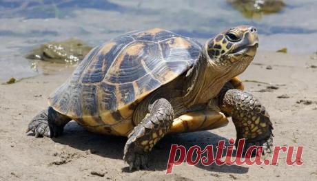 Часто задаваемые вопросы о рептилиях. Почему рептилий называют холоднокровными?