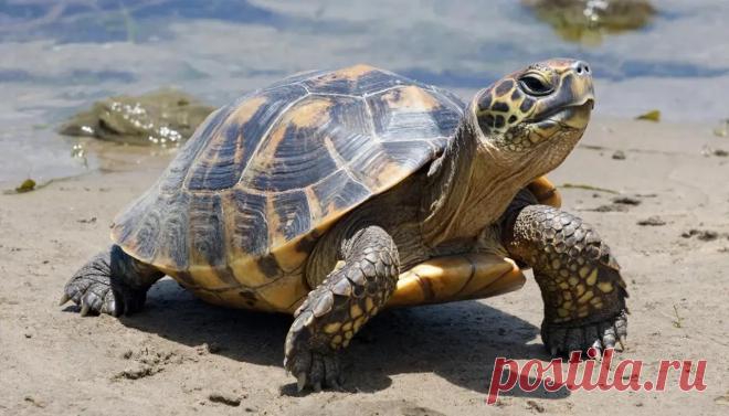 Часто задаваемые вопросы о рептилиях. Почему рептилий называют холоднокровными?