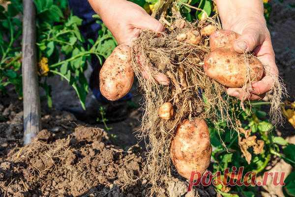Богатый урожай картофеля на маленьком огороде: метод Виктора Сергеенко