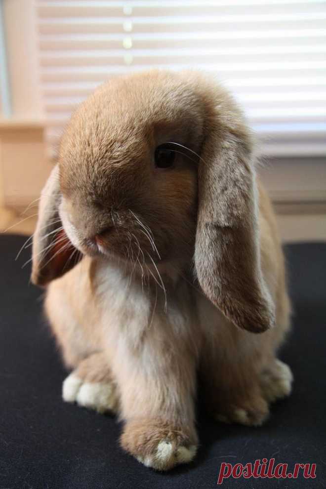 Bunny Puts Her Right Foot In | The Daily Bunny