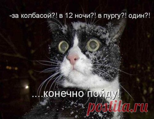 котики Поиск