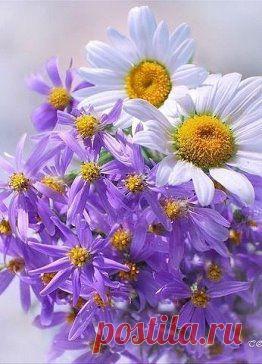 Одноклассники