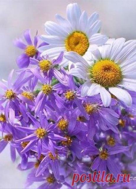 Одноклассники