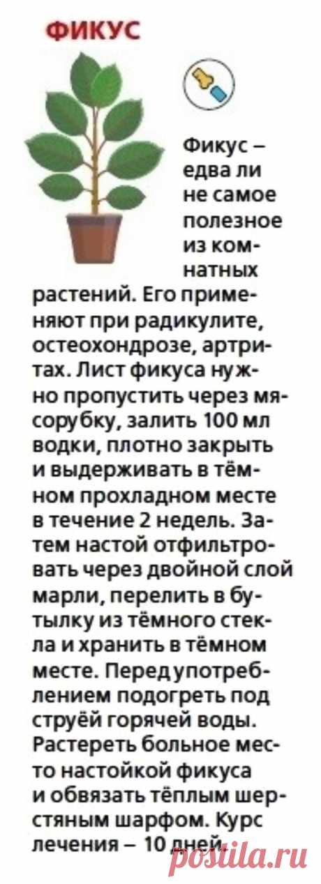 Фикус лечит