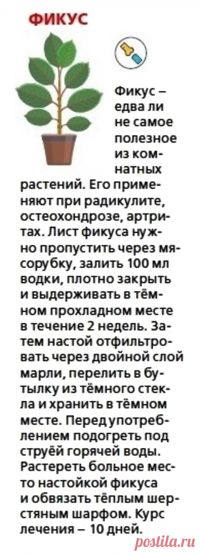 Фикус лечит
