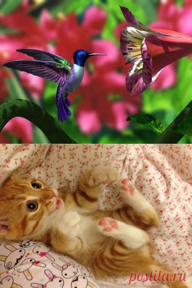 олег русский (odesit741) | Твиттер