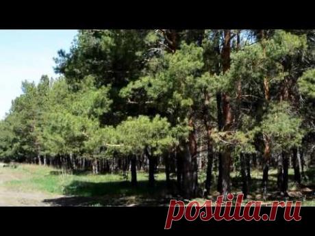 Весенние краски леса | Кругозор - YouTube