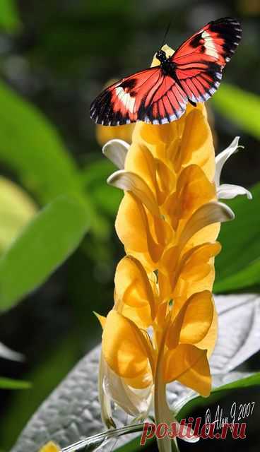 Butterfly on yellow flower | Wings
