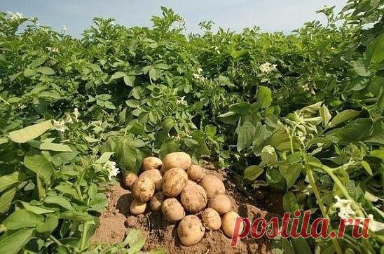 9 СОВЕТОВ ПО ВЫРАЩИВАНИЮ КАРТОШКИ 

1. Чем меньше клубень картофеля, тем крупнее он дает клубни, и наоборот. Поэтому лучше всего сажать клубни средней величины, либо разрезать большие клубни так чтобы на каждой части было несколько глазков. 

2. Глубоко посаженные клубни дадут мелочь и изобилие ботвы. 
Показать полностью…