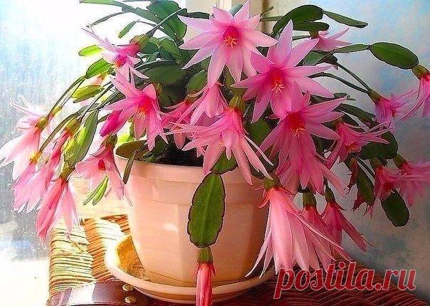 Почему не цветет декабрист!!!

Почему не цветет декабрист в домашних условиях, хотя делается все возможное для этого?

Официальное название декабриста — Zugocactus truncatus, хотя в народе он известен и под названием «шлюмбергер», и под именем «лесной кактус».
Показать полностью…