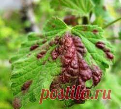 Причины появления пятен на листьях смородины