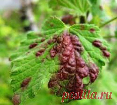 Причины появления пятен на листьях смородины