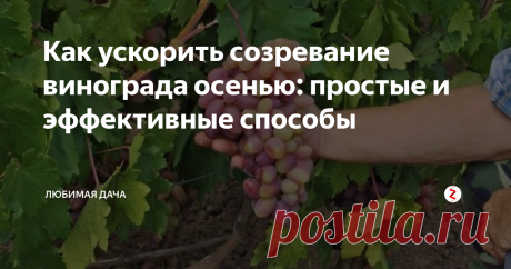 Как ускорить созревание винограда осенью: простые и эффективные способы Как приятно сорвать виноградную гроздь и насладиться вкусной ягодой прямо у себя в саду! Но иногда из-за некоторых неблагоприятных условий для винограда он дольше зреет. Опытные виноградари, а также обожатели ягоды уже давно узнали секрет о том, как созревание лоз сделать более быстрым. Я взяла на заметку некоторые их секреты, выбрала из них лучшие способы, и готова поделиться ими с вами.
Нормиров