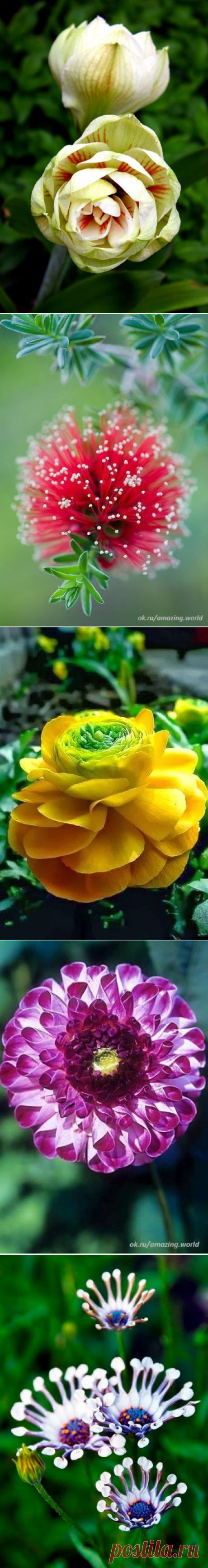 (56) Одноклассники