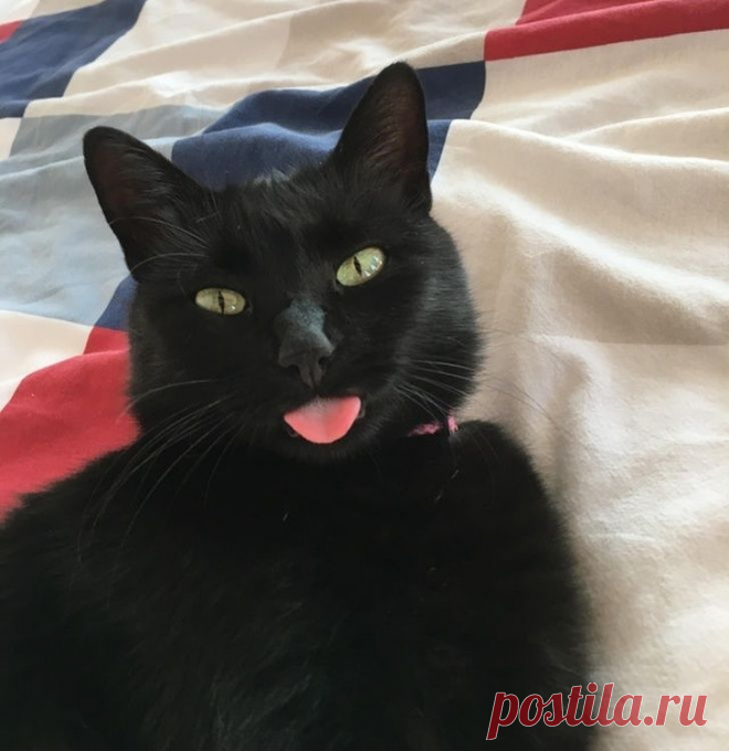 20 милых животных, посмотрев на которых невозможно не улыбнуться!