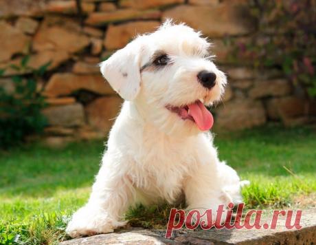 Силихем терьер: описание породы собак с фото и видео