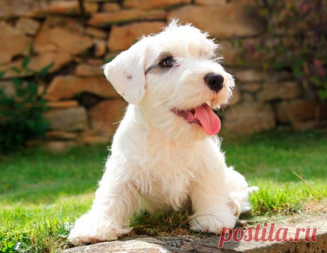 Силихем терьер: описание породы собак с фото и видео