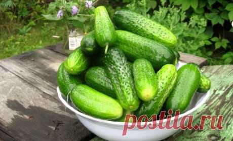 УЛОВКИ ХИТРЕЦОВ РАДИ ВКУСНЫХ ОГУРЦОВ