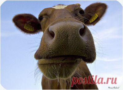 Индийский гороскоп. Часть вторая - Все случается, рано или поздно, так или иначе