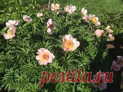 Древовидный пион. Выращивание / Асиенда.ру