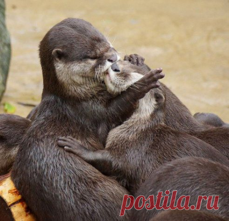 Одноклассники