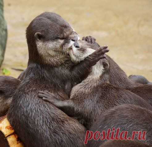 Одноклассники