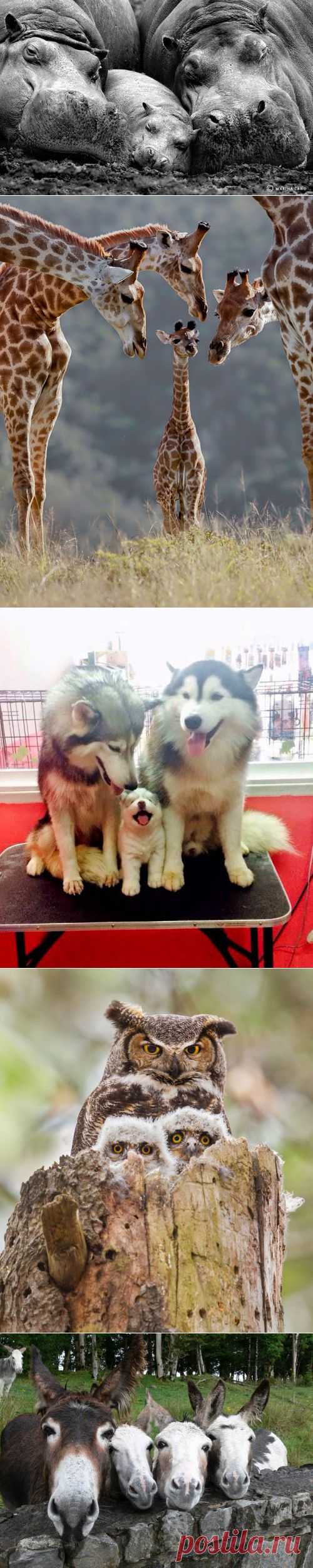Трогательные семейные фотографии животных - Наука и жизнь