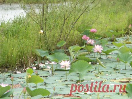 Изумрудная долина. Цветение лотосов..