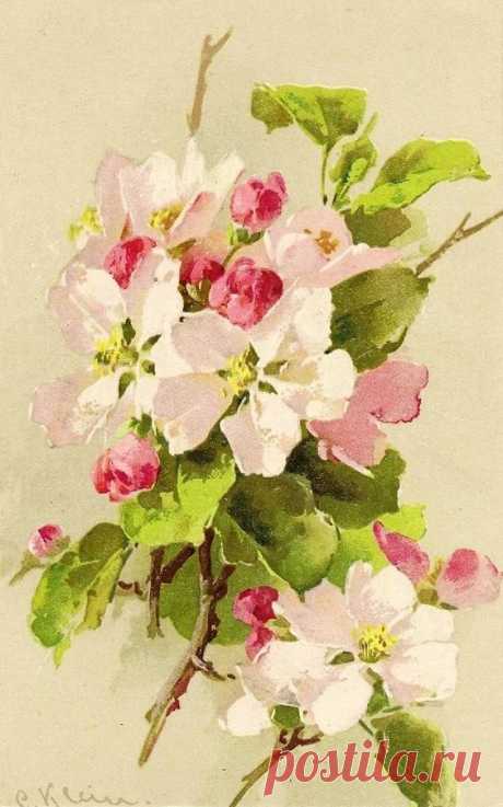 (723) Catherine Klein | Victorian