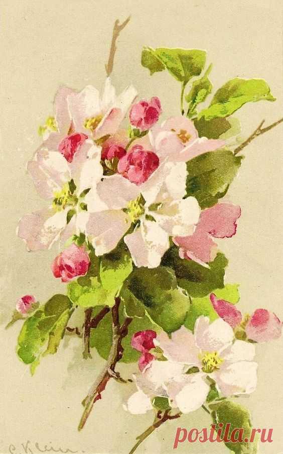 (723) Catherine Klein | Victorian