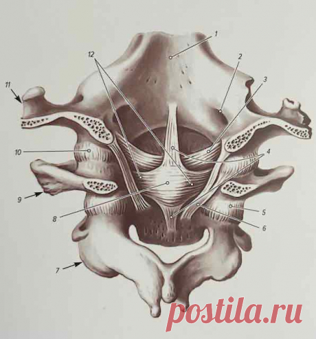 КРЕСТООБРАЗНАЯ СВЯЗКА АТЛАНТА (LIG. CRUCIFORME ATLANTIS)