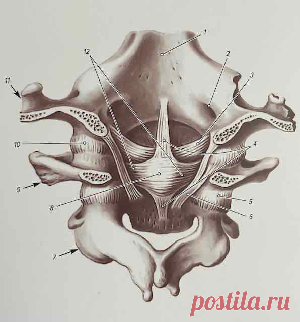 КРЕСТООБРАЗНАЯ СВЯЗКА АТЛАНТА (LIG. CRUCIFORME ATLANTIS)