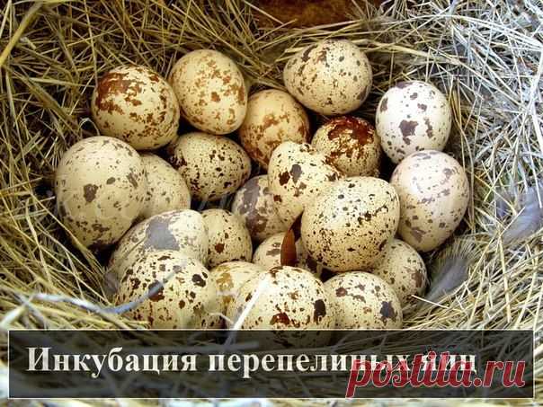 Птицеводство