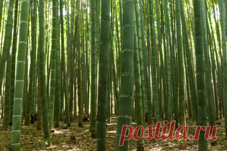 Большая прогулка по бамбуковому лесу и парку обезьян в Японии | Все о туризме и отдыхе