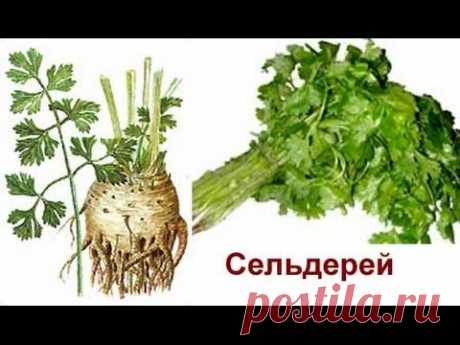 Корневой сельдерей и секреты его выращивания.