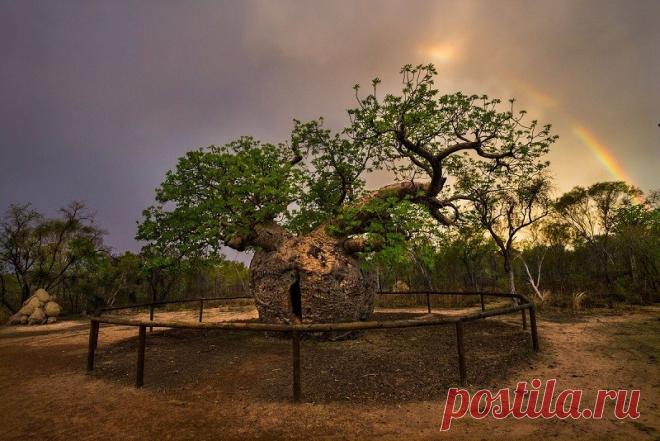 Странные деревья-тюрьмы. Для чего они нужны австралийцам | Журнал 