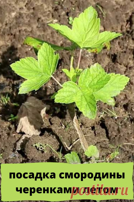 посадка смородины черенками летом